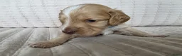 Cockapoo dogs for sale: Golden Cockapoo Puppies - Advert 12