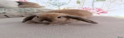 Mixed Breed rabbits for sale: Friendly 11-Week-Old Girl Bunnies - Advert 8