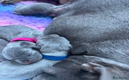 French Bulldog dogs for sale: 2nd litter of ⭐Jesus⭐️ natk9 frenchies - Image 12