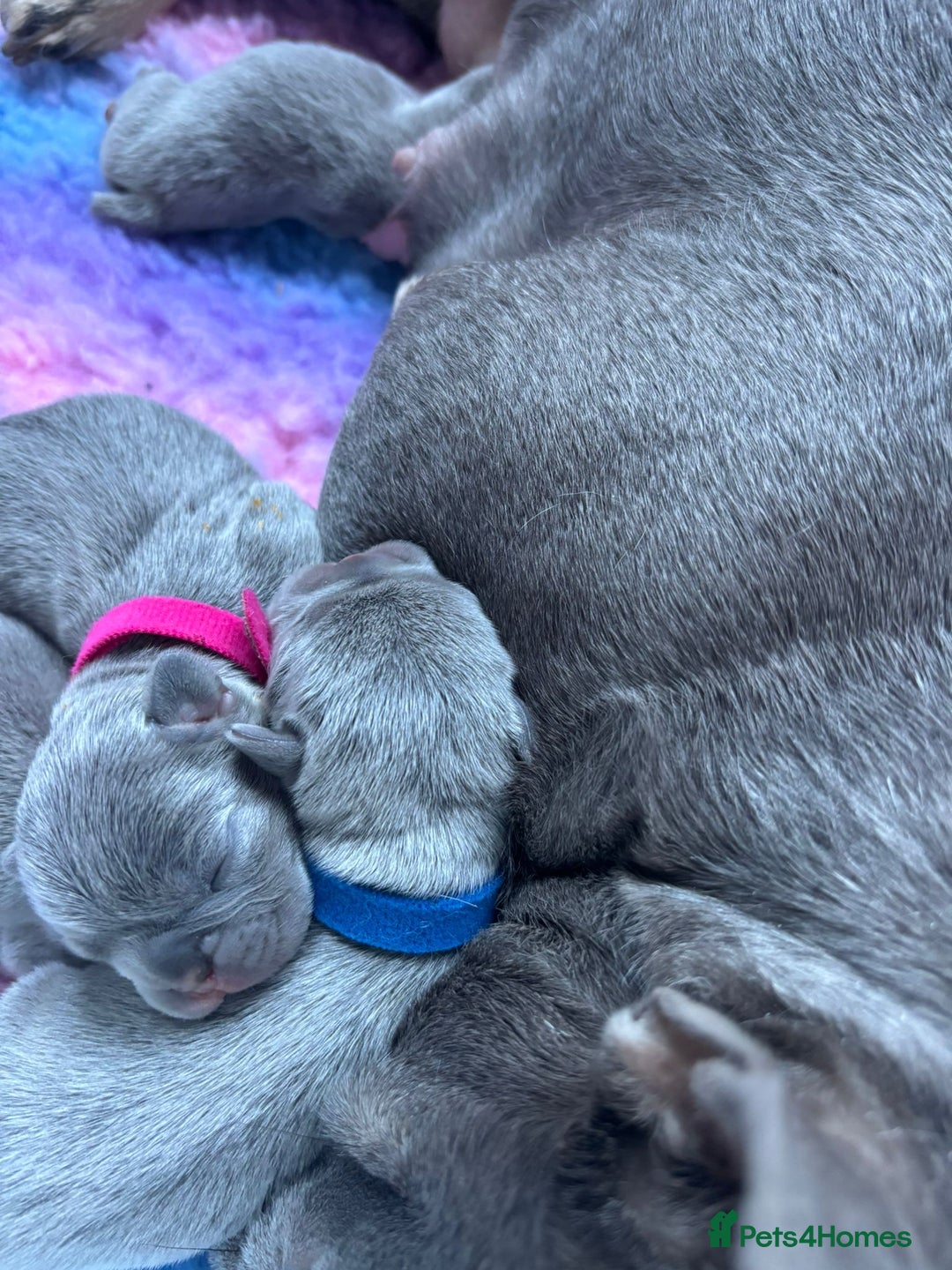 French Bulldog dogs for sale: 2nd litter of ⭐Jesus⭐️ natk9 frenchies - Image 12