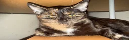Mixed Breed cats for sale: Beatiful mixed breed female cat. - Advert 2