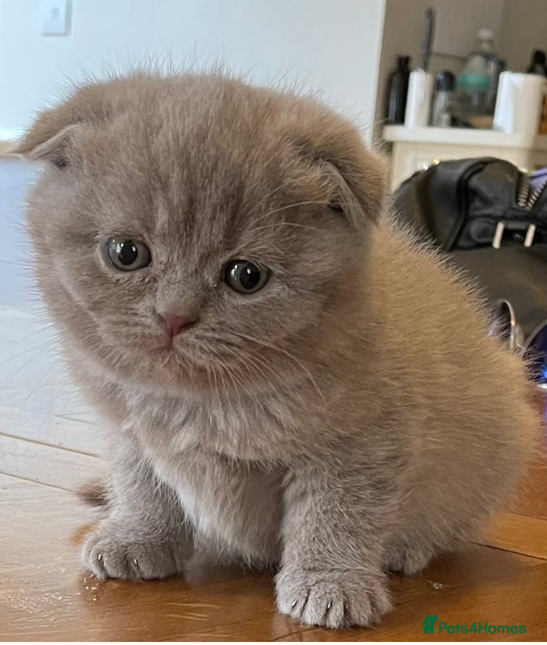 Scottish Fold cats for sale: Adorable Scottish fold  - Image 5