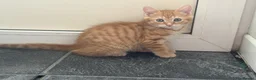 Mixed Breed cats for sale: 5 beautiful kittens ready for new home - Advert 18
