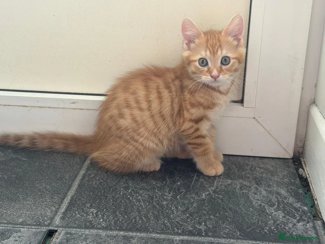 Mixed Breed cats for sale: 5 beautiful kittens ready for new home - Advert 18
