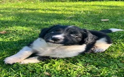 Mixed Breed dogs for sale: ⚫️ Well-natured, healthy Sprollies ⚪️ - Image 18