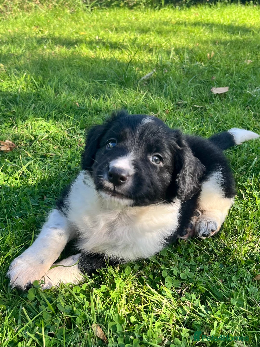 Mixed Breed dogs for sale: ⚫️ Well-natured, healthy Sprollies ⚪️ - Image 18