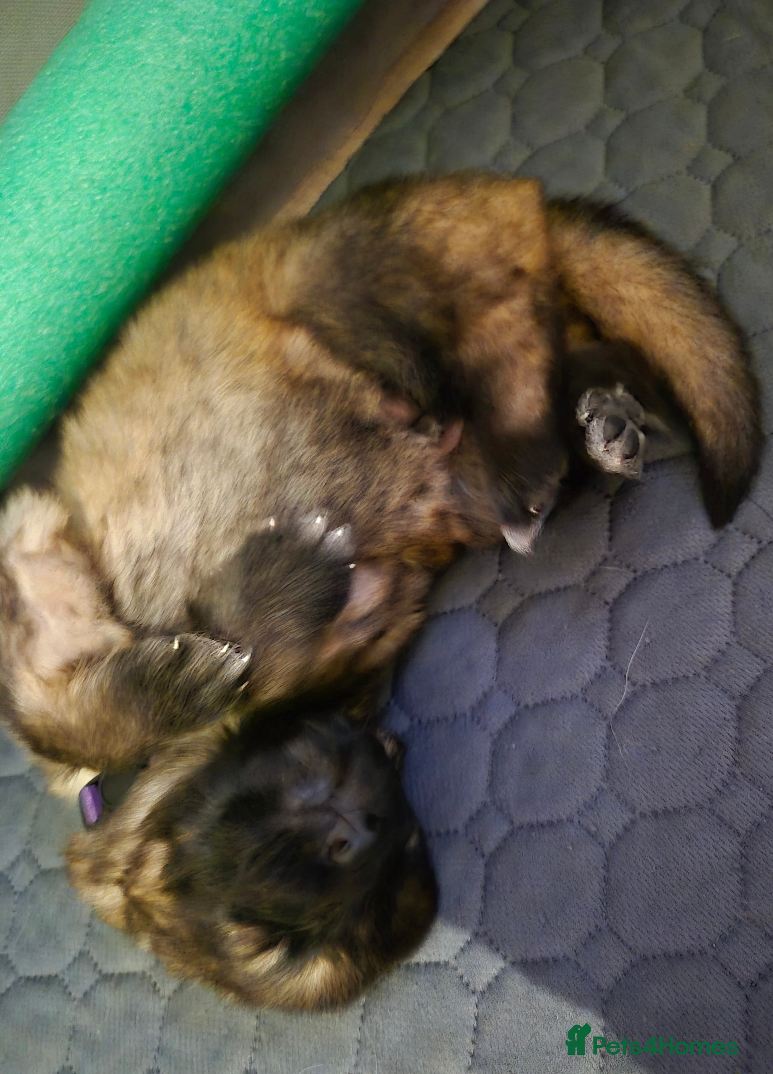 German Shepherd dogs German shepherd puppies - Advert 1