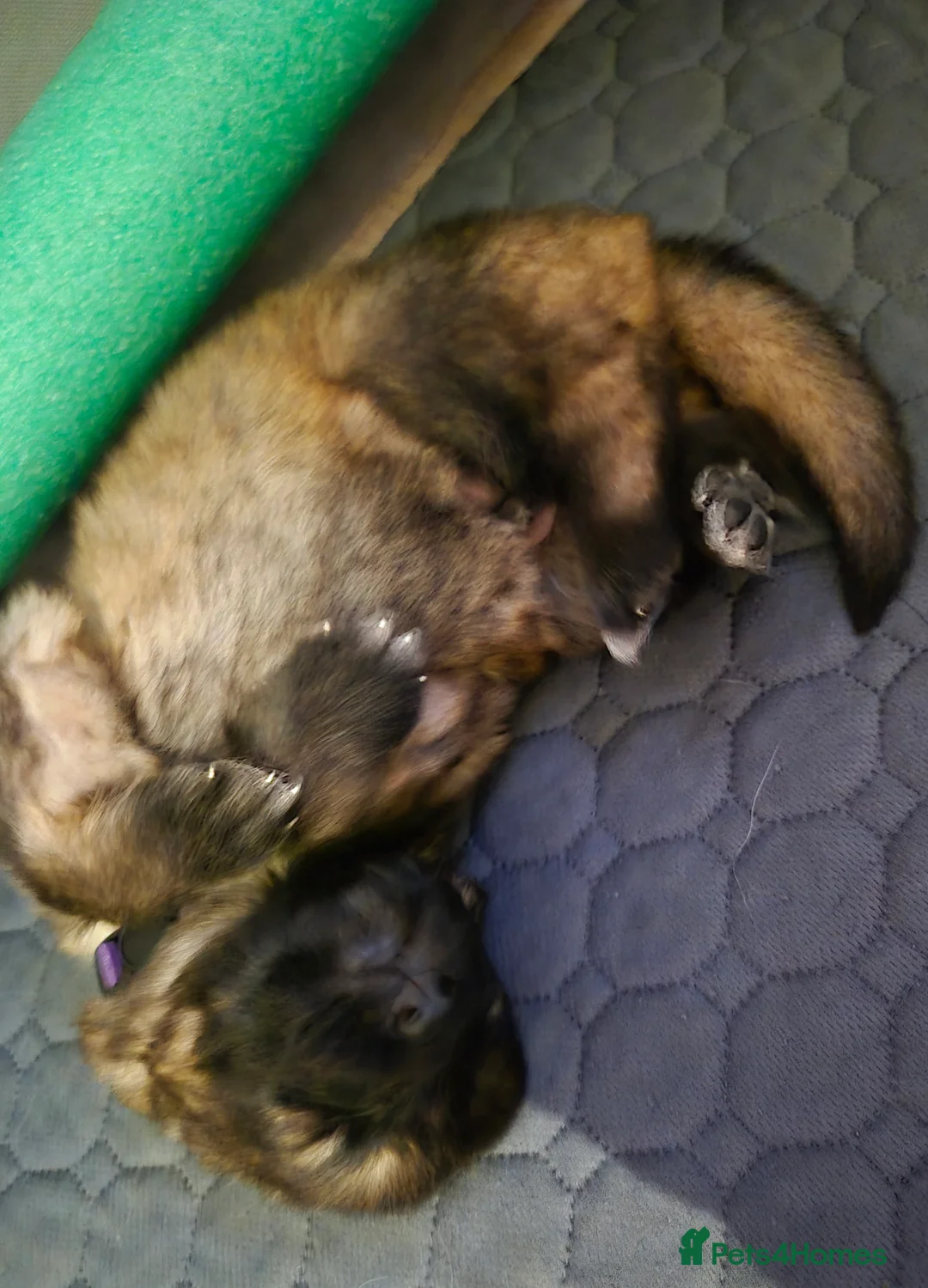 German Shepherd dogs for sale: German shepherd puppies - Advert 1