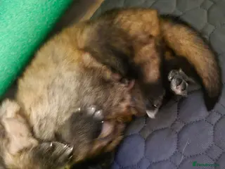 German Shepherd dogs German shepherd puppies - Advert 1