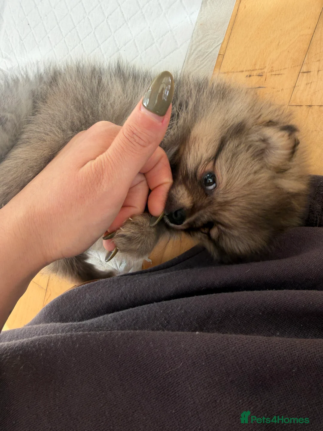 Pomeranian dogs for sale: puppy - Advert 7