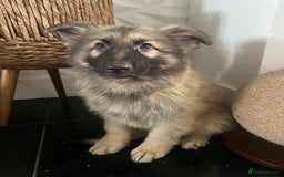 German Shepherd dogs for sale: German shepherd pups silver sable black/tan black  - Image 17