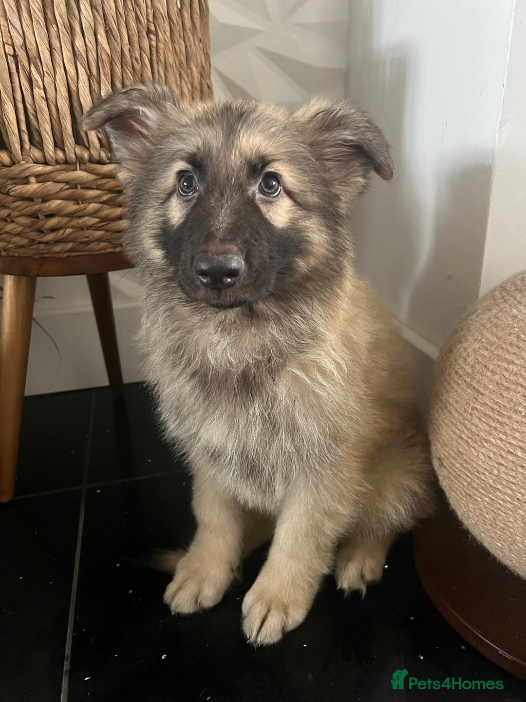 German Shepherd dogs for sale: German shepherd pups silver sable black/tan black  - Image 17
