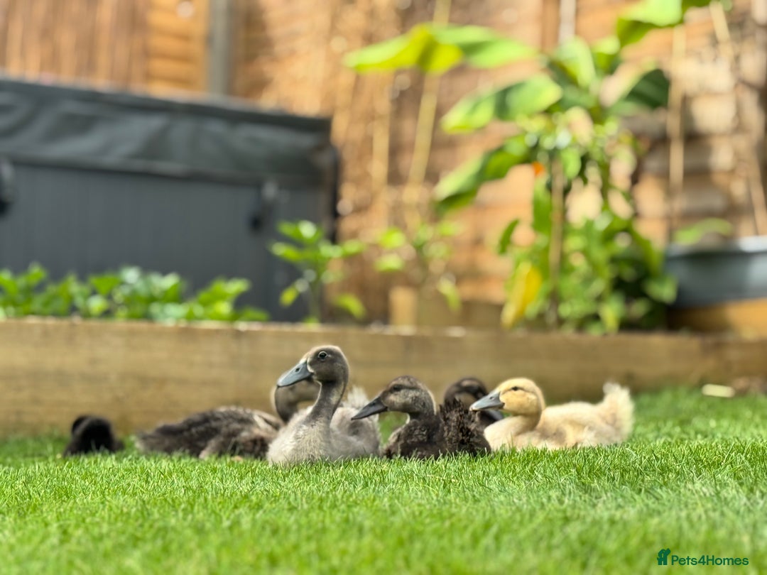 Chickens poultry for sale: CHICKEN AND DUCKS AVAILABLE  - Image 9