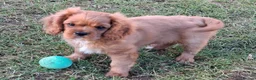 Cavalier King Charles Spaniel dogs for sale: Cavalier king charles. LAST BOY LEFT  - Advert 4