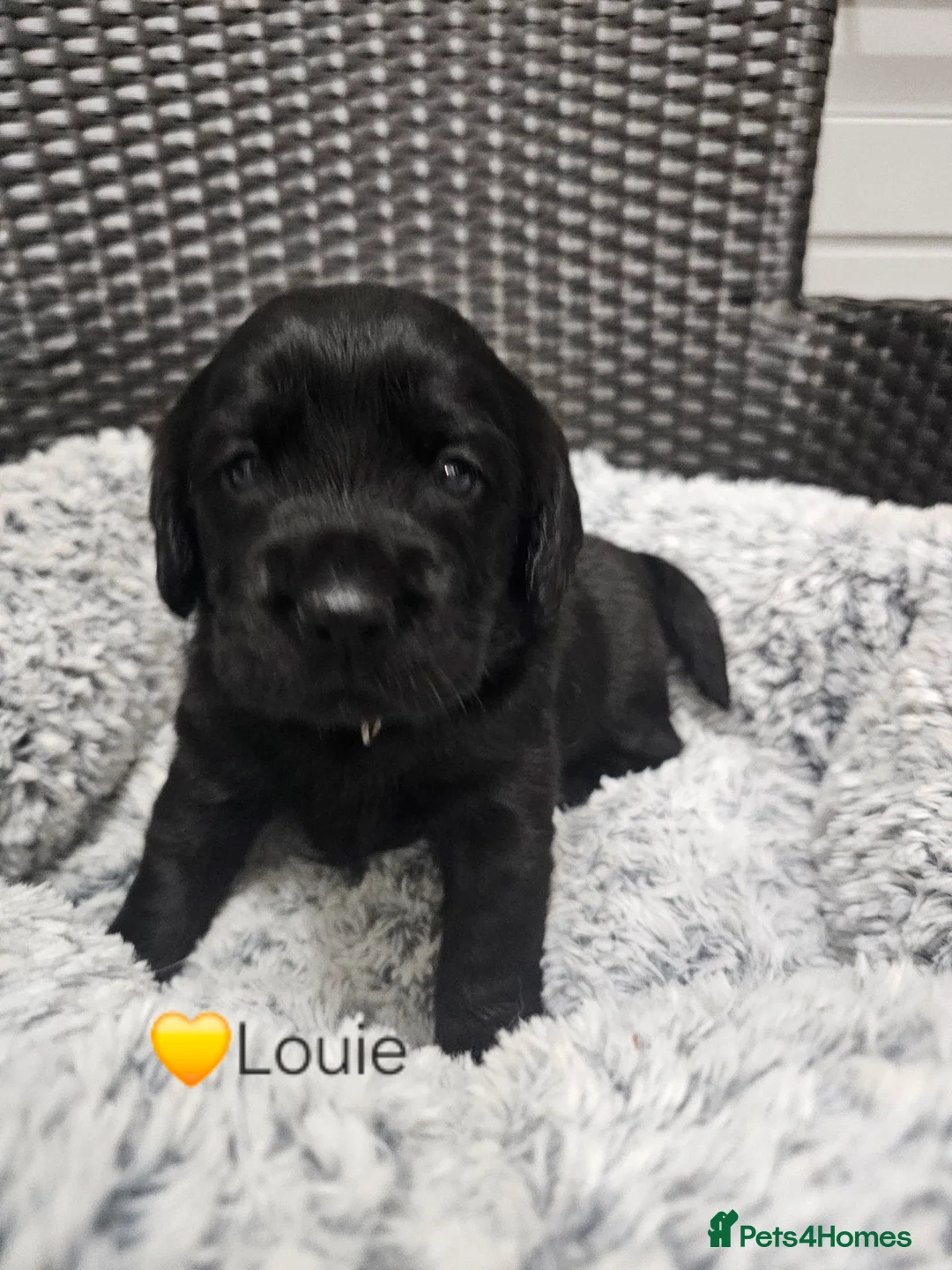 Cockerdor dogs for sale: The most loving Cockerdor/Spanador - Advert 12