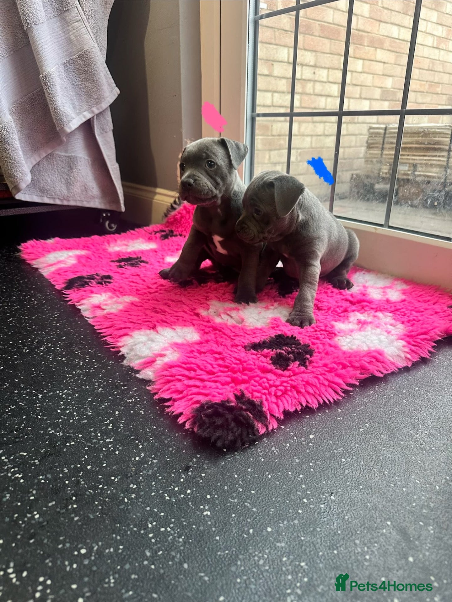 Staffordshire Bull Terrier dogs BEAUTIFUL BLUE STAFFY PUPPIES  - Advert 5