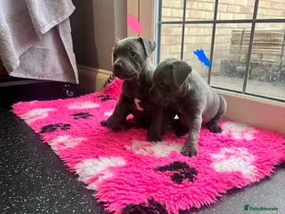 Staffordshire Bull Terrier dogs BEAUTIFUL BLUE STAFFY PUPPIES - Advert 5