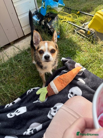 Mixed Breed dogs - Advert 7