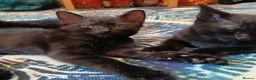 Mixed Breed cats for sale: Male and Female  in London - Advert 4