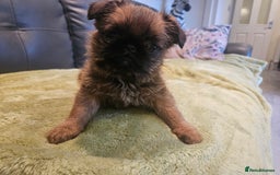 Griffon Bruxellois dogs for sale: Exceptionally confident beautys - Image 18