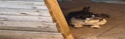 Shih Tzu dogs for sale: Shihtzu - Advert 1