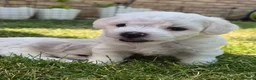 Bichon Frise dogs for sale: Bichon Frise 2 boys 3 girls - Advert 26