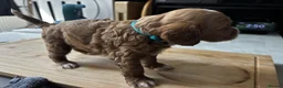 Cockapoo dogs for sale: Outstanding cockapoo puppies - Advert 2