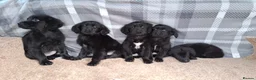 Mixed Breed dogs for sale: flat coated retriever x golden retriever puppies. - Advert 5