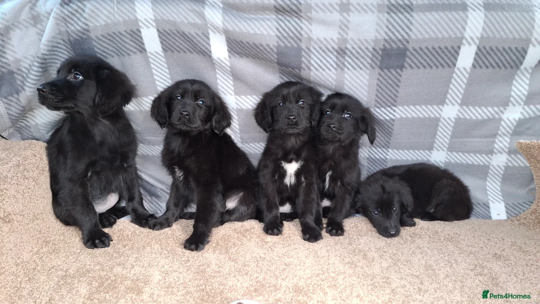 Mixed Breed dogs for sale: flat coated retriever x golden retriever puppies. - Advert 5