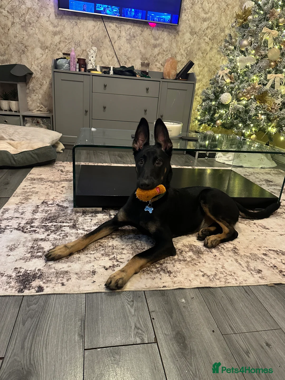Mixed Breed dogs for sale: Dutch Herder For Sale  - Advert 2