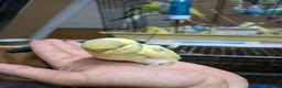 Budgerigars birds for sale: 🐦 Beautiful Baby Budgies Available! in London - Advert 11