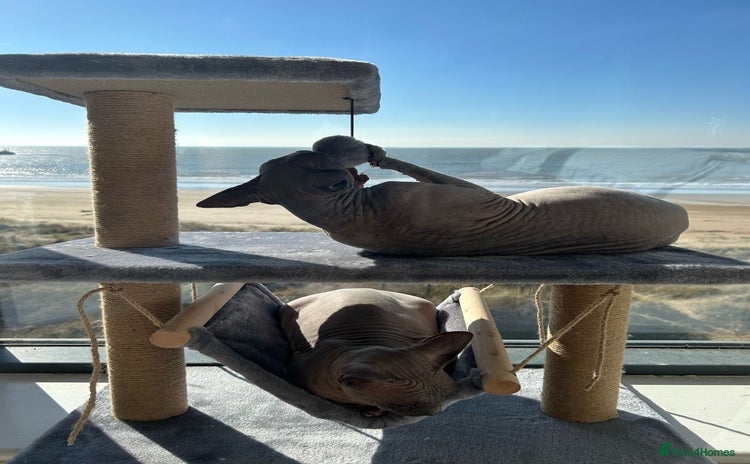 Sphynx cats - Advert 1