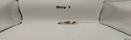 Mouse rodents for sale: 🐁August Mice Are Here!🐁 - Advert 2