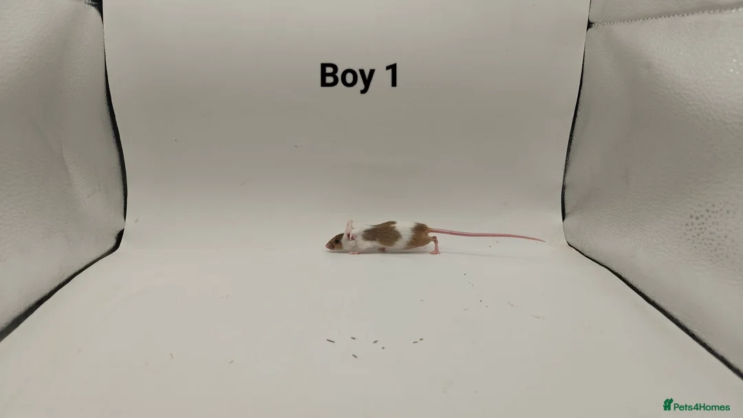 Mouse rodents for sale: 🐁August Mice Are Here!🐁 - Advert 2