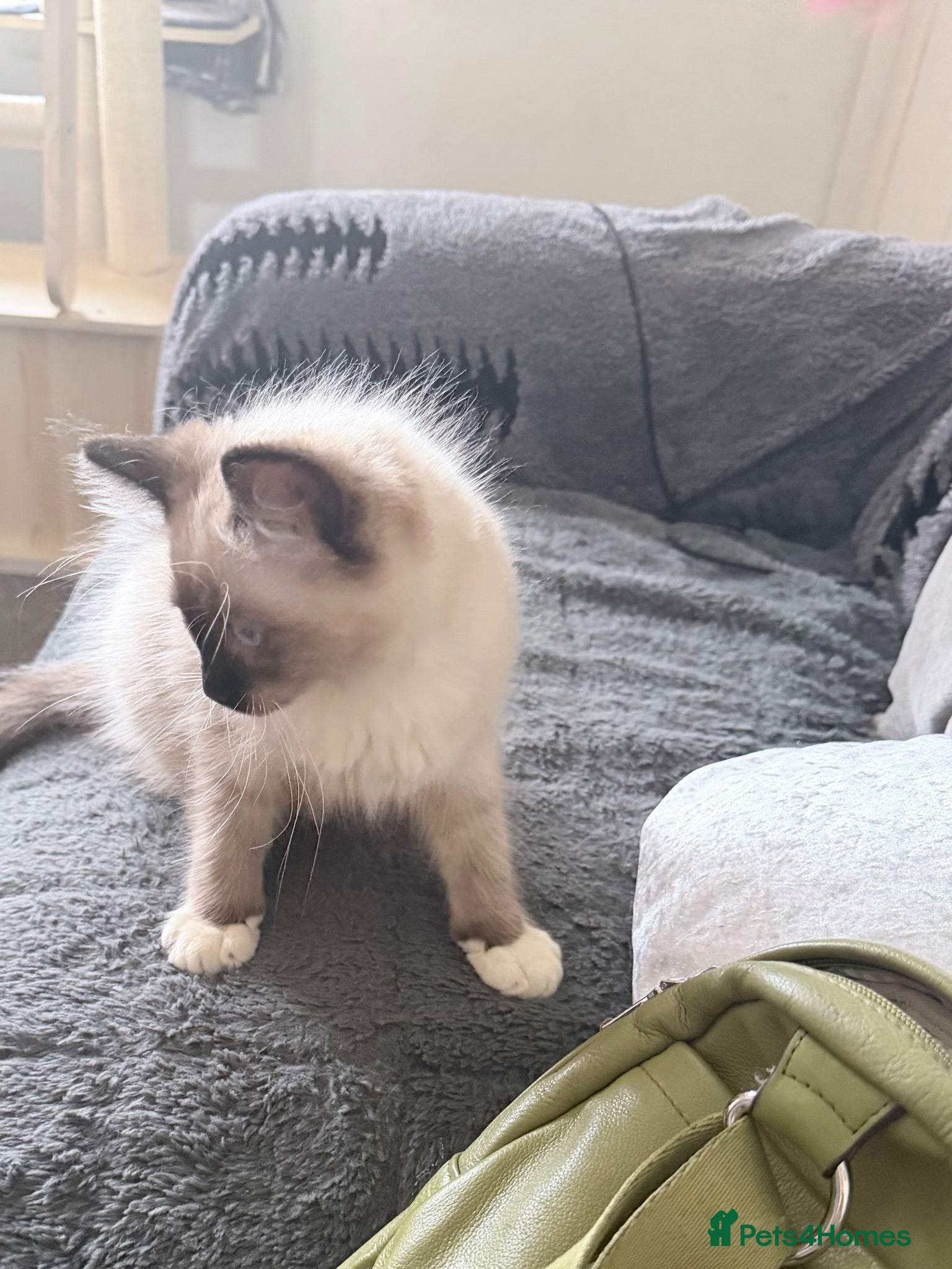 Ragdoll cats Ragdoll boys ready for their new families  - Advert 1