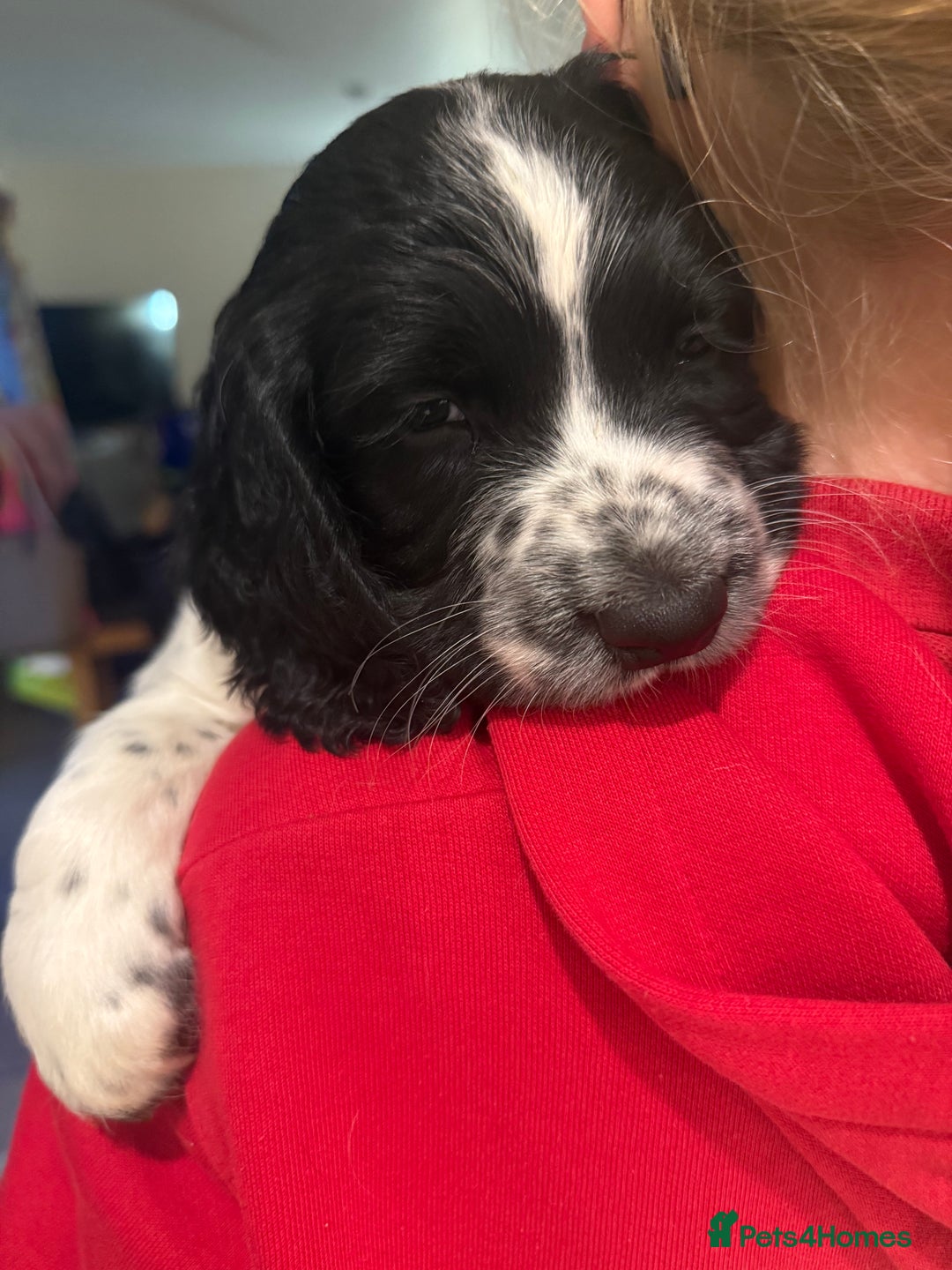 English Springer Spaniel dogs for sale: Black and white English Springer Spaniel Puppy - Image 2