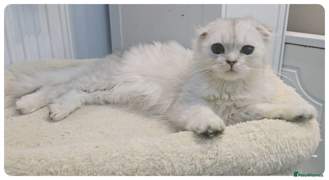 Scottish Fold cats for sale: Adorable scottish fold kittens(Delivery available) - Advert 4