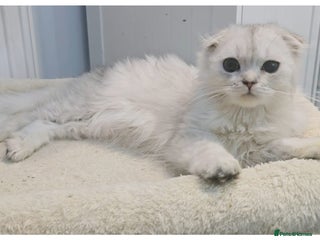 Scottish Fold cats - Advert 2