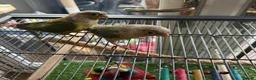 Conures birds for sale: Green Cheek Conures in Telford - Advert 6