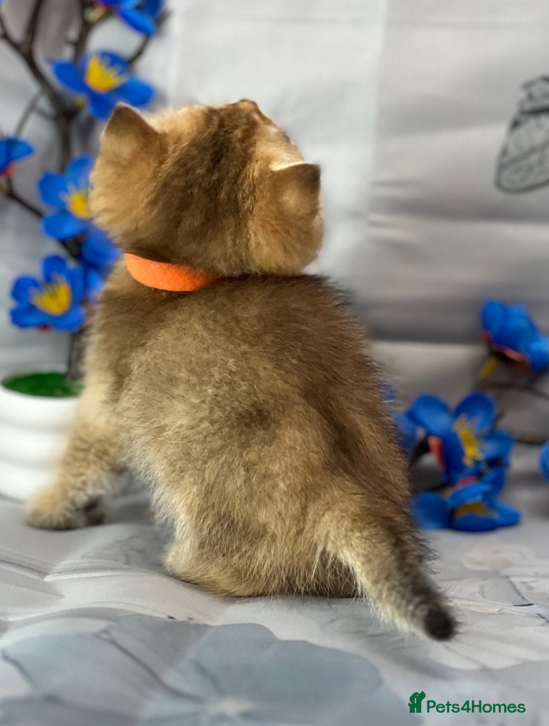British Shorthair cats for sale: STUNNING TICA BRITISH SHORTHAIR/LONGHAIR KITTENS - Image 8