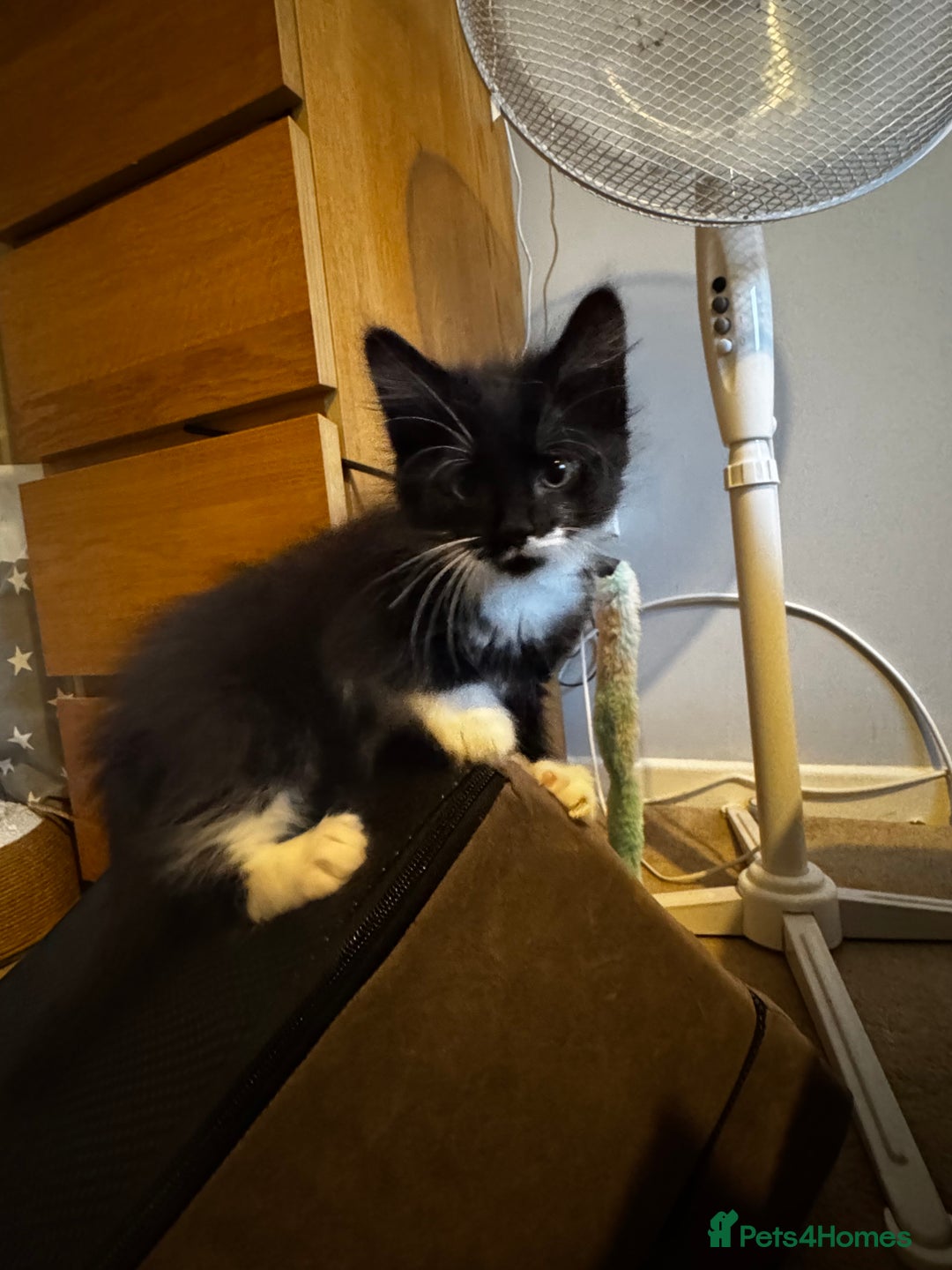 Domestic Shorthair cats for sale: 3 lovely black and white kittens - Image 20