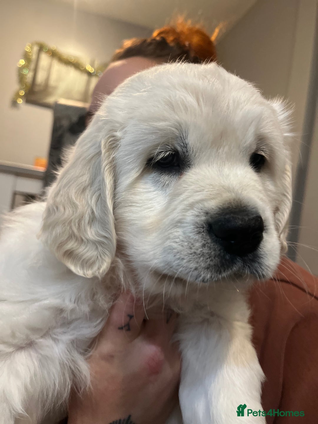 Golden Retriever dogs for sale: 3  Chunky puppies ready 17th December  - Advert 4