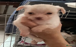 Chihuahua dogs for sale: Chihuahua babies ready now - Image 17