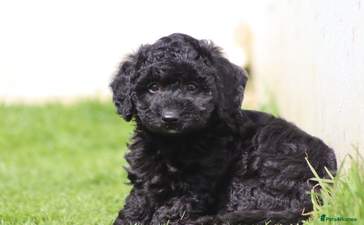 Cavapoochon dogs - Advert 2