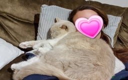 British Shorthair cats for sale: Retired fawn tortie + white British Shorthair  - Image 20