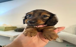 Miniature Dachshund dogs for sale: Last Mini Longhaired Dachshund Girl - READY NOW - Image 6