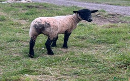 Sheep livestock for sale: 2 girl pet sheep  - Image 4