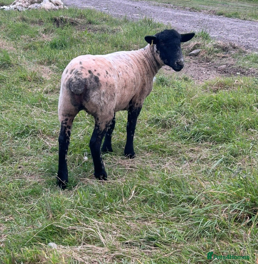 Sheep livestock for sale: 2 girl pet sheep  - Image 4