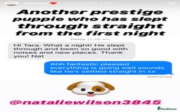 Cavapoo dogs for sale: Extensively Health Tested F1b Cavapoo Puppies  - Advert 23