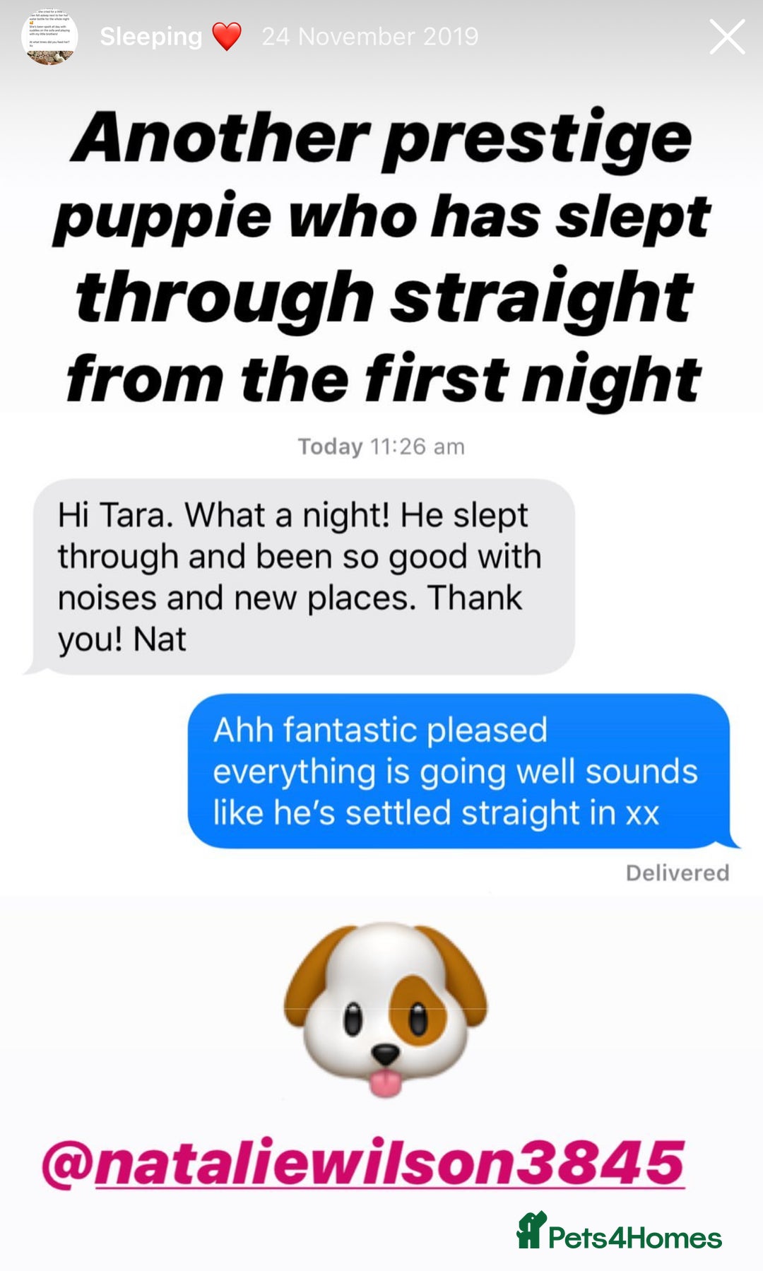 Cavapoo dogs for sale: Extensively Health Tested F1b Cavapoo Puppies  - Advert 23